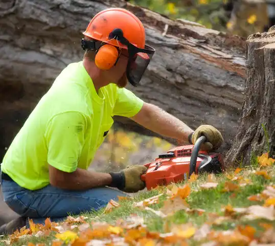 tree services La Mesa